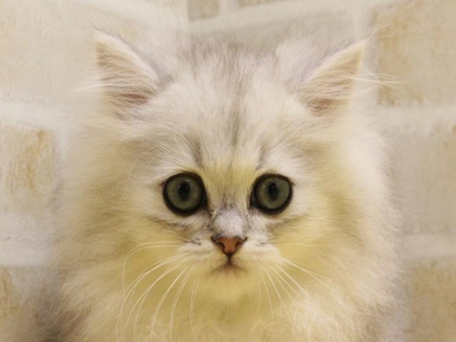 千葉県のペルシャ (ペッツワン幕張店/2024年4月15日生まれ/男の子/チンチラシルバー)の子猫